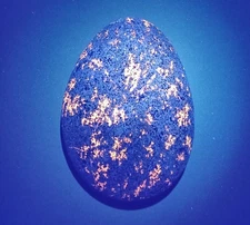 Fluorescent Sodalite ( Yooperlite )   About 1 Pound & 4 Ounce Bright Yooperlite 