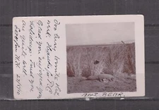 TRANSVAAL, 1910 real photo ppc. ANT BEAR, AARDVAAK, 1d. EUREKA to GB.