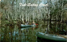 Fish-Eating Creek, Tom Gaskins Cypress Kneeland, Palmdale, Florida, Postcard