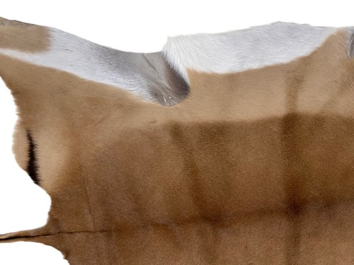 GENUINE IMPALA SKIN HIDE - NEW - Optional Felt Backing - Picture 3 of 4