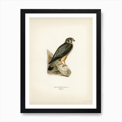 Merlin Male (Falco Aesalon), The Vo Framed Wall Art Poster Canvas Print Picture