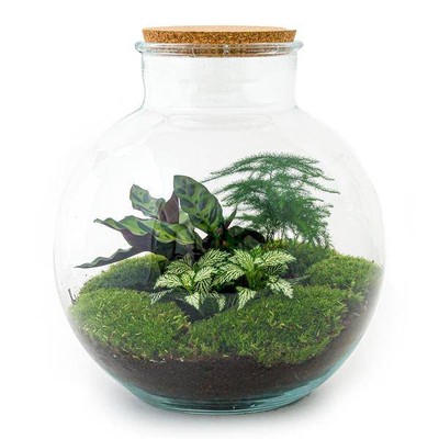 Flaschengarten - Bolder Bob -   30 cm