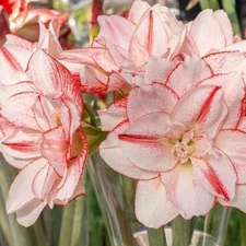 STRIPED AMADEUS Jumbo Amaryllis Bulb 32/34 cm - US Seller