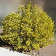 Green cassia feathery cassia 15 seeds