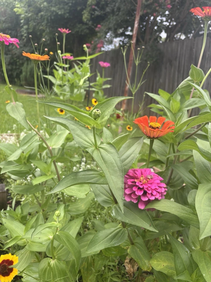 Calentadores de brazo forrados de lana rosa Pearl Izumi ELITE para mujer talla L *para clima frío Foto 4 de 4