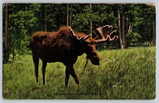 Postcard Bull Moose
