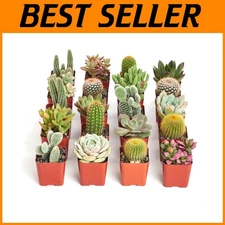 Premium Pack of 40 Mini Cacti & Succulents for Effortless Gardening Elegance