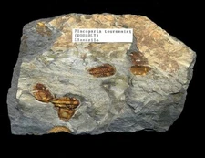 EXTINCTIONS- VERY COOL MULTIPLE PLATE OF PLACOPARIA TRILOBITES - GREAT COLOR!