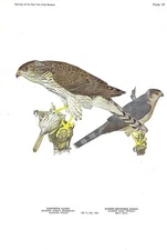 1936 Vintage FUERTES BIRDS #44 "COOPER'S HAWK WITH PREY" Color Plate Lithograph1