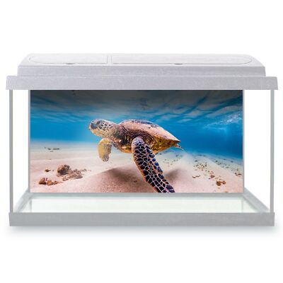 turtle and fish tank