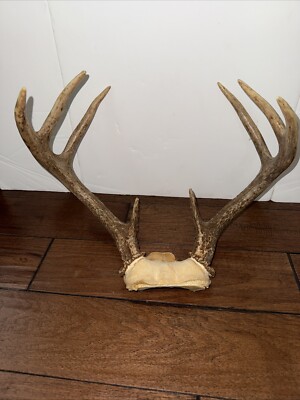 8 Point Whitetail Deer Antler Rack Skull Cap Taxidermy Mount Cabin ...