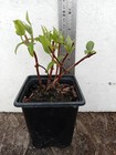 Picture 3 of 8