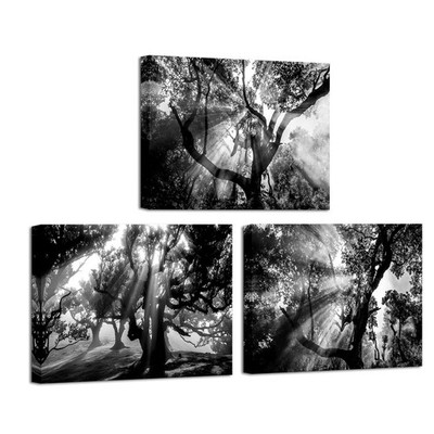Black and White Forest Canvas Wall Art Tree with Sunlight Picture Prints Mode...