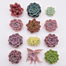 10pcs Mini Succulents Head Cutting, Echeveria Succulents, DIY Succulents 2-3.5cm