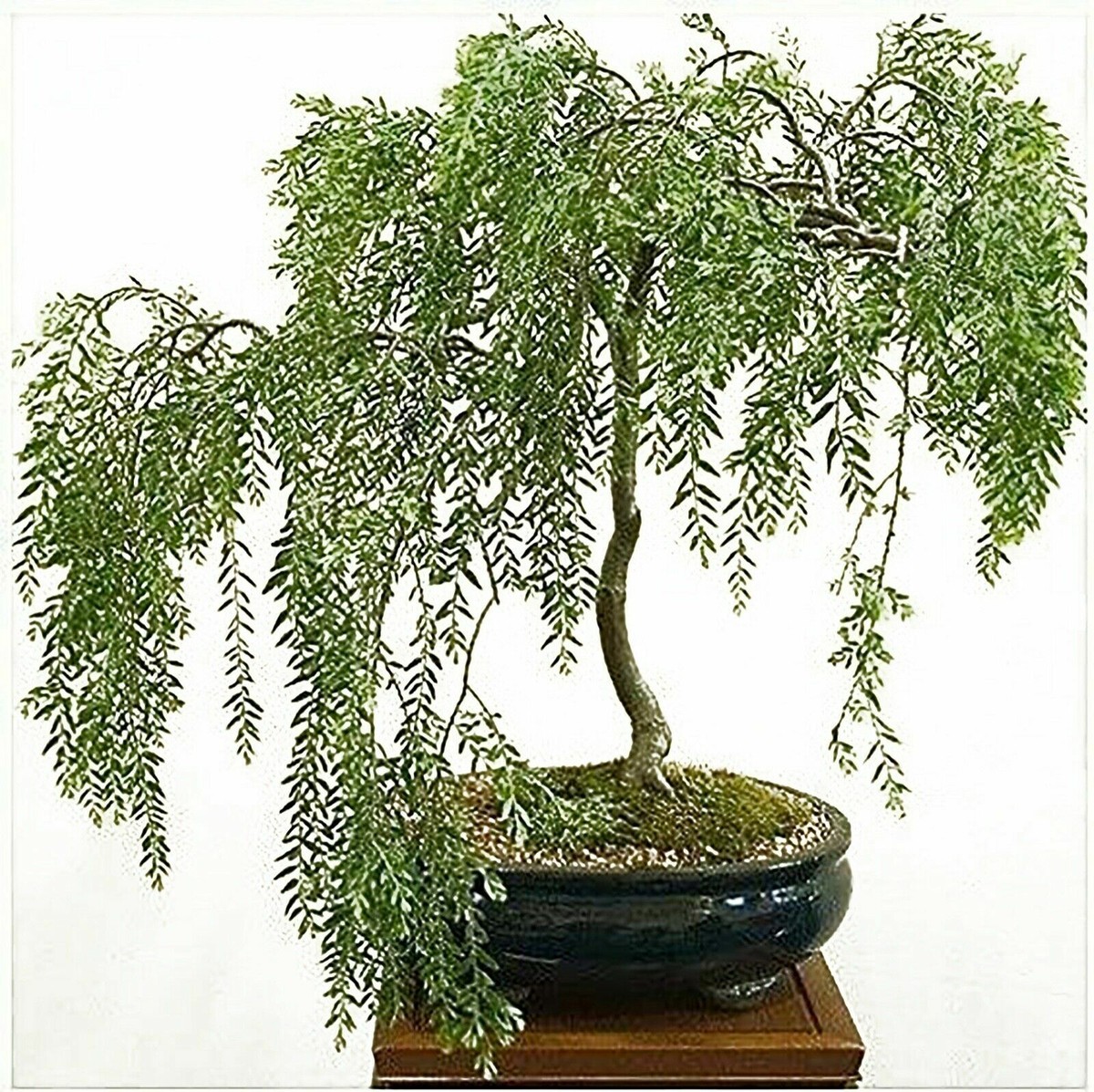 prunus mume bonsai Rare Red-Zhusha Japanese Apricot Bonsai (Prunus mume) with pot  5+ Year  Old