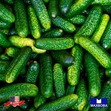 Cucumber Seeds - National Pickling Non-GMO Heirloom Vegetable Garden