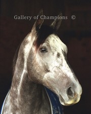 Silver Charm Portrait Photo 8" x 10 - 24" x 30" 