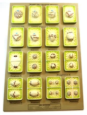 Eisco Labs Plant Cell Division Meiosis Model Mounted on Base - 24" x 18"
