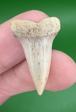 1.06” LESSER WHITE Mako Hastalis Fossil Shark Tooth from CA