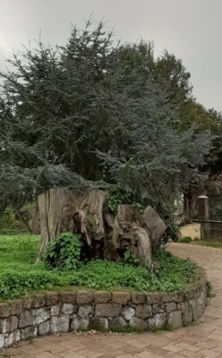 LEBANON CEDAR cedrus libani IDEAL BONSAI 100 seeds seeds | eBay