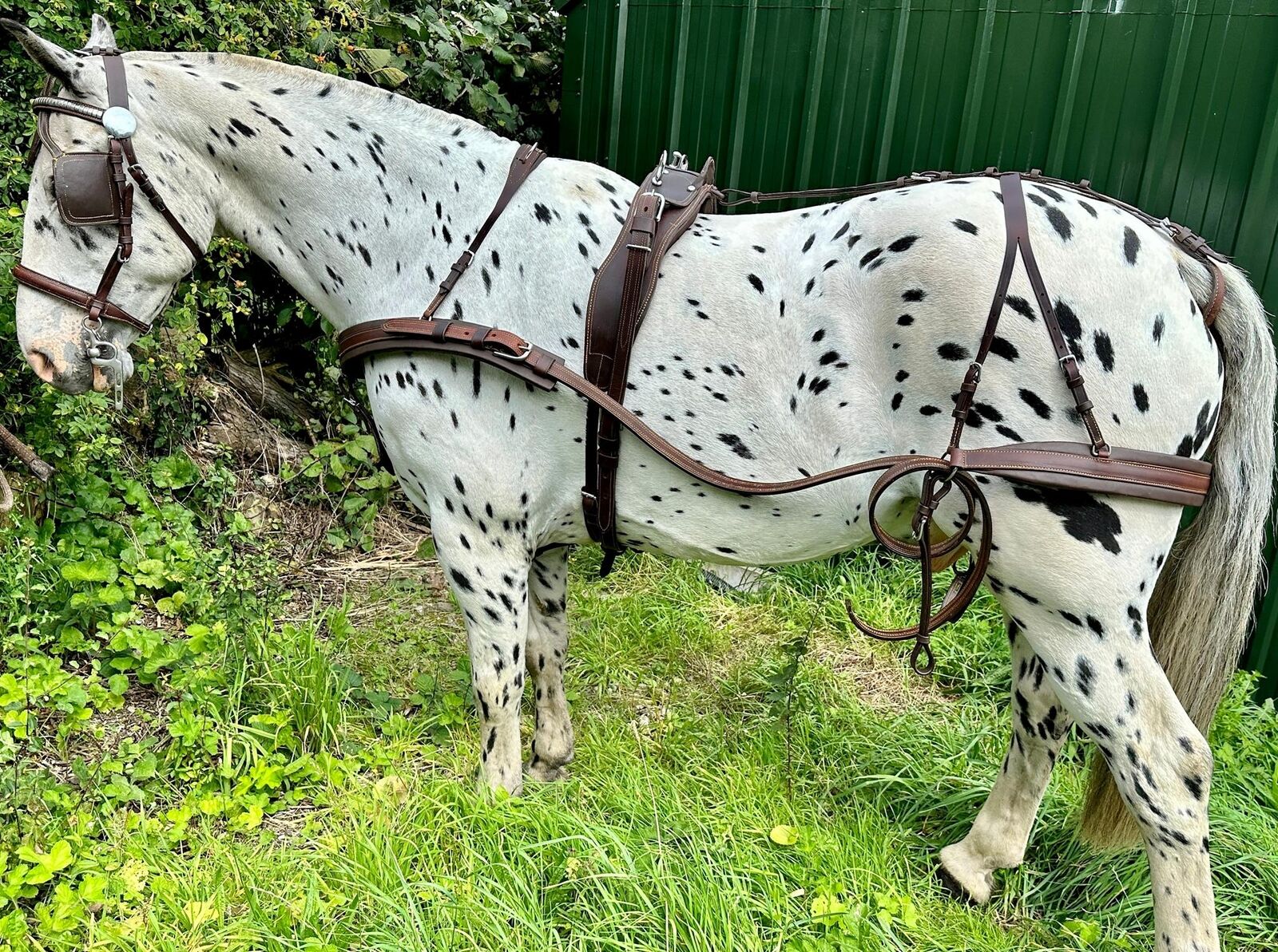 Hunt's Black Leather Pairs Driving Harness With Van Der Wiel Breast  Collars, Horse Size - 6076-3 - GOOD APPLE EQUINE