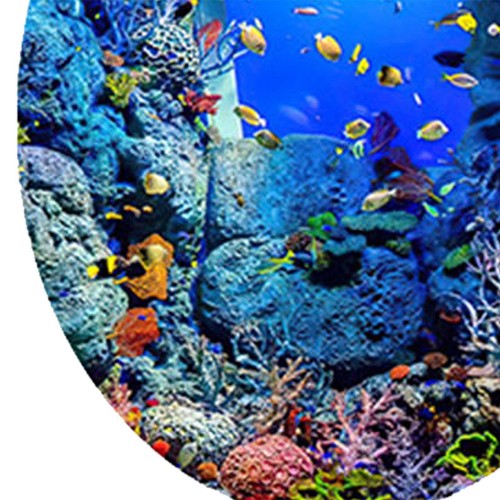 Bathroom Toilet Seat Lid Sticker Colorful Decorative Waterproof Ocean Fish - Picture 5 of 6
