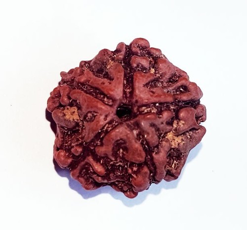 Piedras preciosas sueltas 5 cuentas Mukhi Rudraksha forma redonda 9,90 quilates con regalo gratis - Imagen 7 de 8