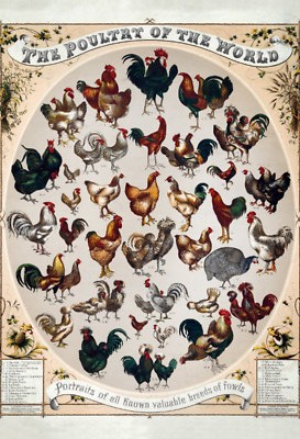 Blechschild 18x12 the poultry of the worls Wand Deko Bar Kneipe Sammler Geschenk