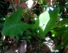 5 Elephant Ear Live Plants Tropical Alocasia Colocasia