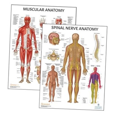 2 PACK Muscular and Spinal Nerves Anatomy Poster Set, LAMINATED ...