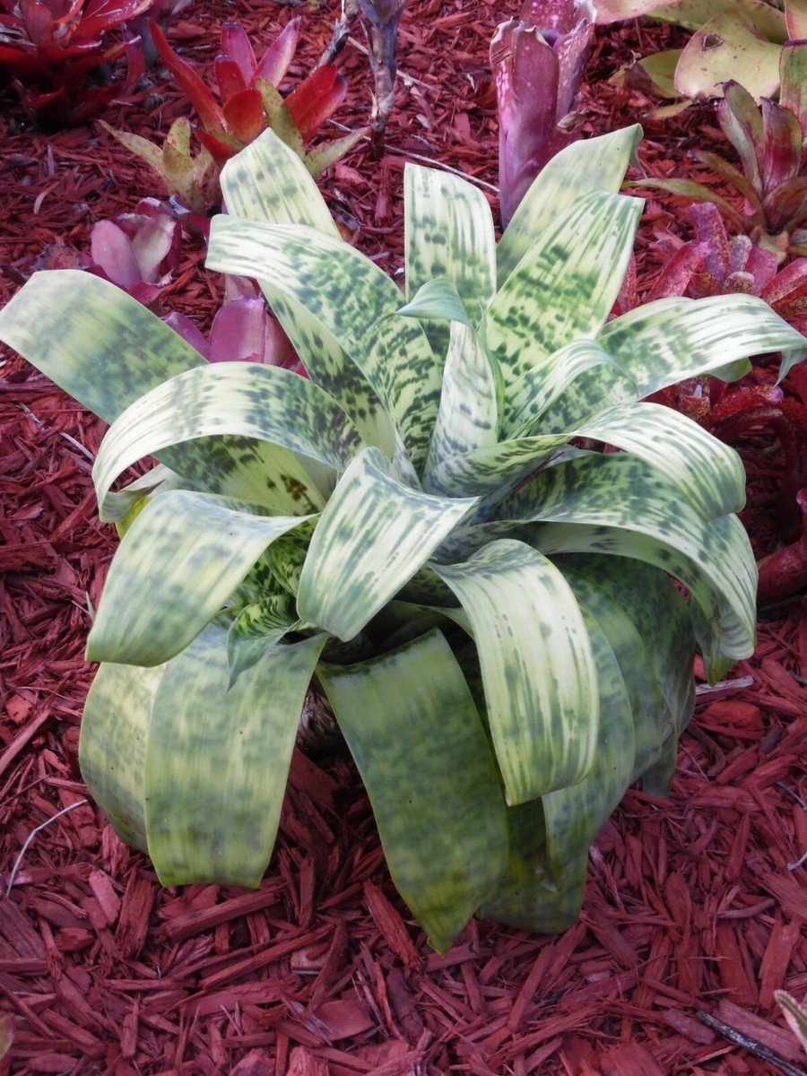 ブロメリア・エアープランツ Vriesea Smudge Grub ブロメリア・エアープランツ Vriesea Smudge Grub Bromelia