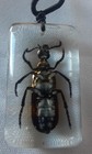 Blister Beetle Real Bug In Resin on Rope — photo 5