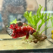 Plakat Red Copper Koi Male Betta 143