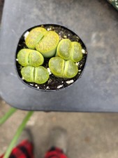 GREEN STONE FACE "LITHOPS" MULTI HEAD LIVE MATURE PLANT.  SUCCULENT CACTI 