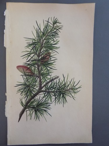 FREE SHIPPING!!!! Botanicals, Hand Color, Antique, Spirit of the Woods - Picture 2 of 2