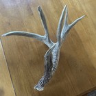 74” Self Standing Wild Whitetail Shed Antler Good Color Heavy Horn To All Tips — photo 3