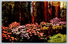 Chrome Postcard Rhododendrons Redwood Highway Crescent Citty