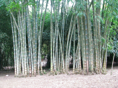 10 SEMILLAS DE BAMBÚ ÁSPERAS - Dendrocalamus asper - Imagen 2 de 5