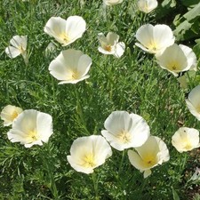 California Poppy White Linen 500 - 5000 semillas flor silvestre tolerante a la sequía