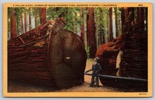 Fallen Giant Redwood Tree Humboldt State Park California 1951 Postcard BB122