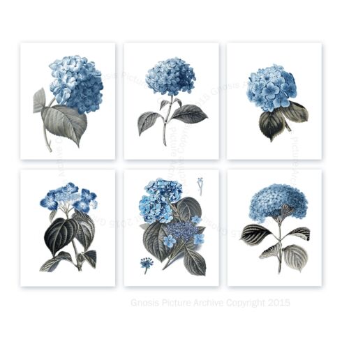 Flores Azules Decoración de Pared Conjunto 6 sin Marco Orquideas Arte  Granja | eBay