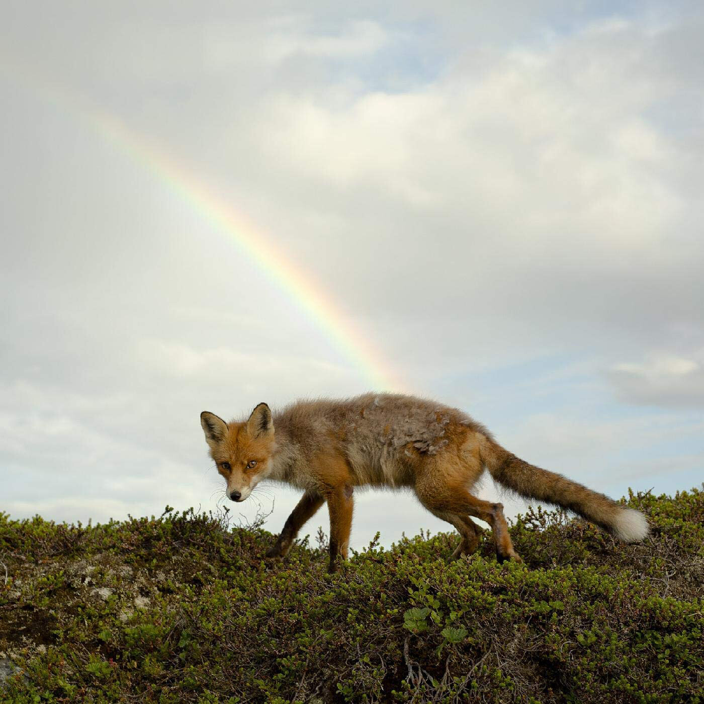 Buck Meek Buck Meek (Vinyl LP) 12" Album Coloured Vinyl (Limited Edition)