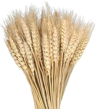 100 Pcs Dried Wheat Sheaves Bundle Golden Natural Wheat Bouquet Bunch Dried F...