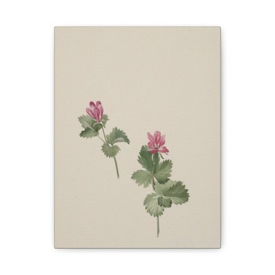 Mary Vaux Walcott, born Philadelphia, - Rubus articus - 1881 - Canvas Wall Art