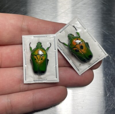 Green Scarab Beetle (Heterorrhina sexmaculata) Insect Collector Specimen Art