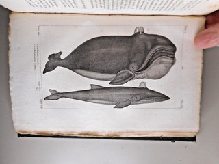 1819 HISTOIRE NATURELLE DES POISSONS