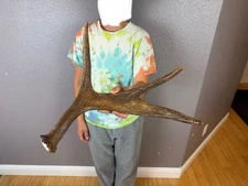 SHIRAS Moose Shed Antler HORNS Taxidermy Skull Mount Carving Wild IDAHO