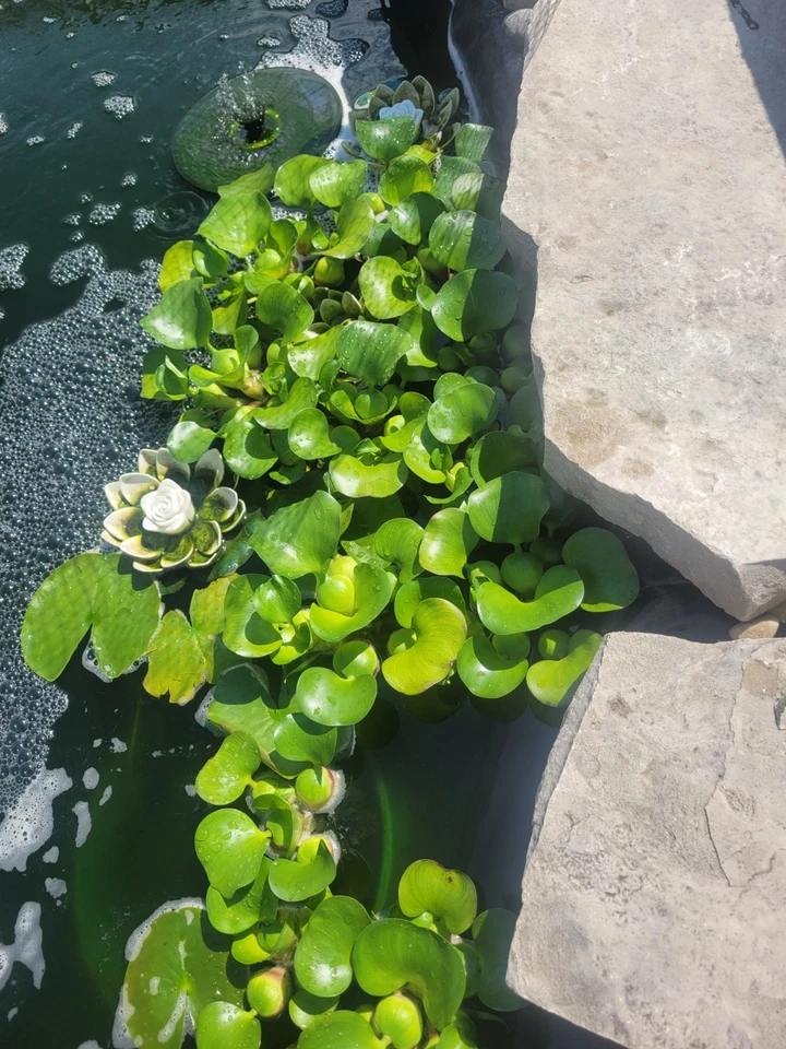 Planta de estanque de jacinto o acuario 10 grandes plantas flotantes vivas Foto 3 de 4