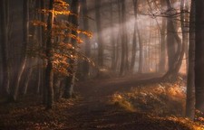 Landscape nature sun rays forest path leaves trees fall Custom Gaming Mat Desk