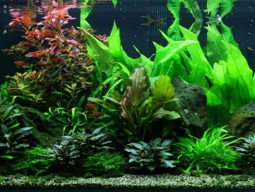 Plantes aquatiques vivantes eaux douces pour aquarium